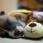 Mundo Pet | VETPLAN | Por que o cachorro treme enquanto dorme