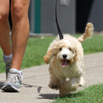 Mundo Pet | VETPLAN | 4 sinais que seu cachorro precisa passear mais