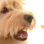 Mundo Pet | Vetplan | Como dar remédio pro cachorro