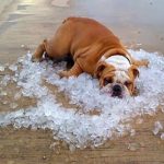 Mundo Pet | Vetplan | Cuidados com seu pet com a chegada do calor