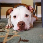 Mundo Pet | Vetplan |Melhores petiscos para cães